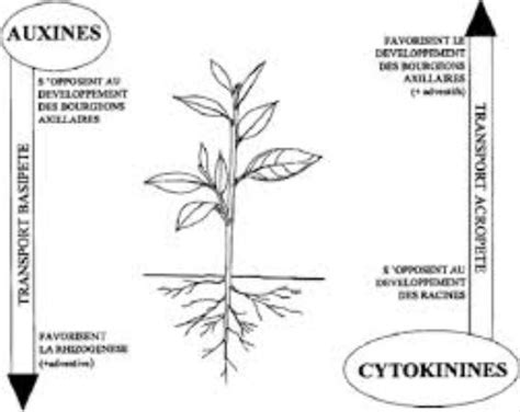 Schéma illustrant le principe de la rhizogenèse sur une tige encore attachée au pied mère