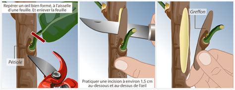 Gros plan sur un greffon de citronnier