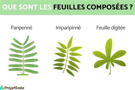 Schéma comparant différentes feuilles de porte-greffes d'agrumes
