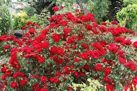 Rosier sain et fleuri