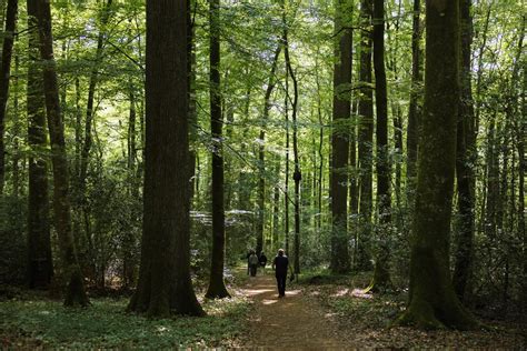 Forêt périgourdine avec des chênes et des fougères