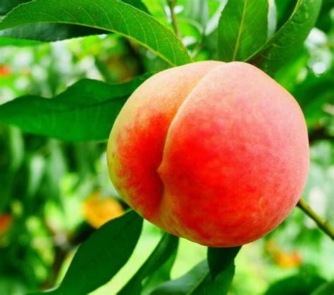 Illustration d'un pêcher Grosse Mignonne chargé de fruits mûrs en plein été