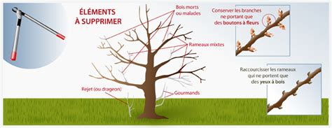 Schéma illustrant la taille comparative d'un abricotier classique et d'un abricotier nain sur une terrasse