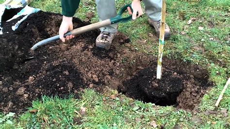 Un jardinier ajoutant une poignée de compost bien mûr dans un trou de plantation pour un pied de tomate