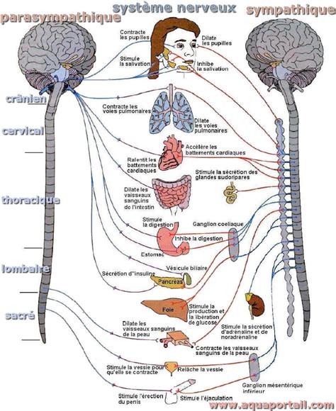 représentation graphique du système nerveux et du cerveau