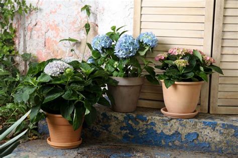 Hortensia en pot sur un balcon ensoleillé
