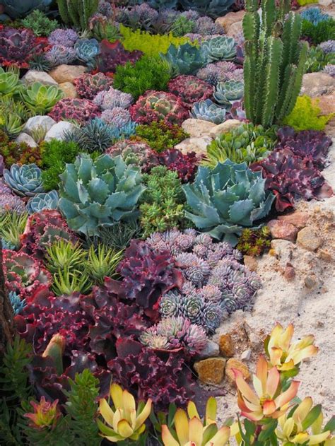 jardin de succulentes en extérieur