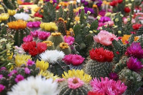 fleurs roses de cactus en gros plan