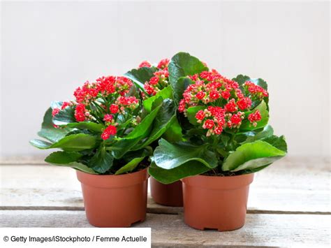 Plante grasse avec de petites fleurs jaunes et rouges