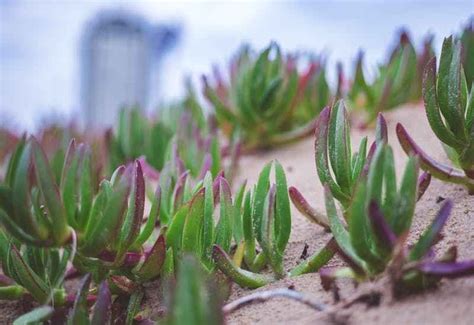 Main vérifiant l'humidité du sol d'une plante grasse