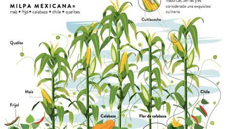 Illustration d'une association de type Milpa : maïs, haricots, courges