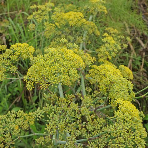 Illustration botanique de Foeniculum vulgare montrant les ombelles et les graines