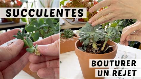 Plantes grasses et outils de bouturage