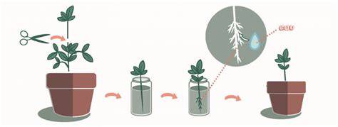 Schéma bouturage de tige de plante grasse