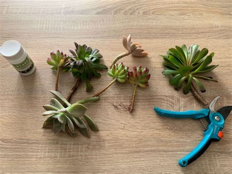 Évolution d'une bouture de feuille de Graptoveria