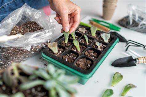 Mini-pots avec de jeunes boutures de plantes grasses