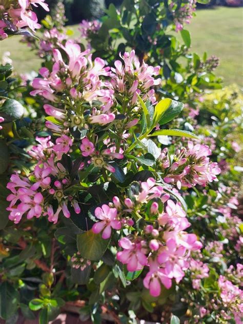 jardin paysager avec une profusion d'arbustes à fleurs roses