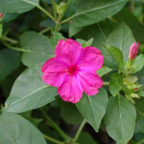 Illustration de la fleur de Mirabilis jalapa s'ouvrant en fin de journée