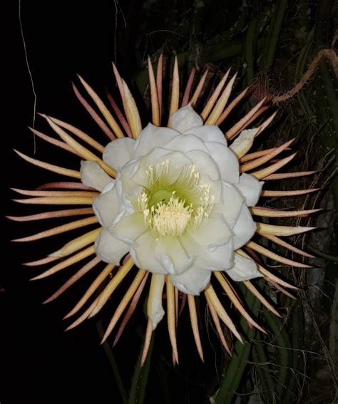 Photographie des grandes fleurs blanches du Selenicereus grandiflorus s'ouvrant la nuit