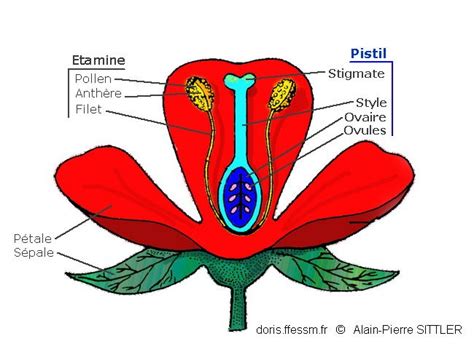 Schéma illustrant la structure d'une fleur de tomate avec ses étamines et son pistil