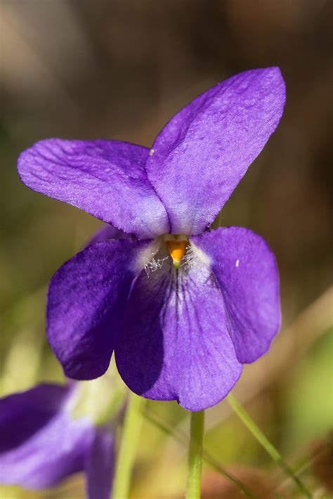 Gros plan sur une violette sauvage avec ses caractéristiques florales distinctives