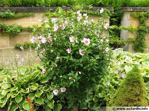 Plan général d'un massif fleuri mettant en valeur un hibiscus syriacus en isolé