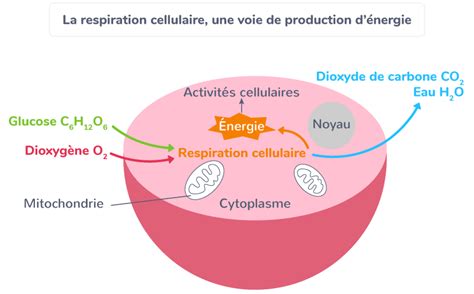 Schéma expliquant le choc thermique au niveau cellulaire de la plante