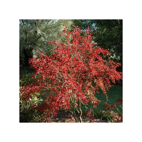 Plan rapproché sur les bourgeons floraux d'un Prunus incisa Kojô no Mai en style bonsaï