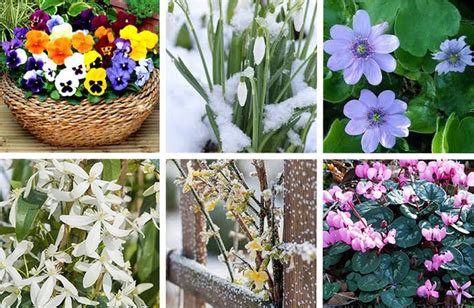 fleurs d'automne hiver