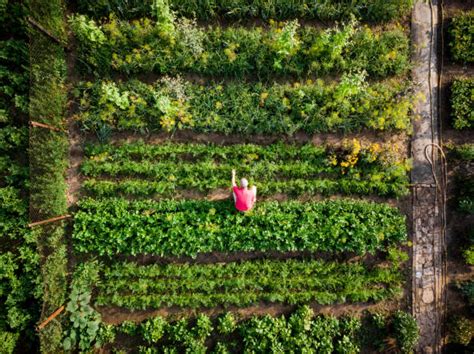 Vue aérienne d'un potager biologique en polyculture