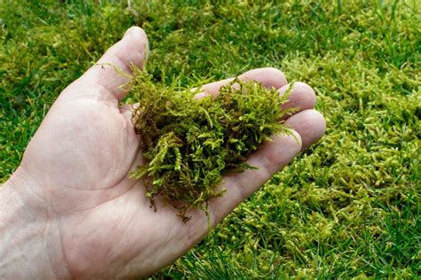 Schéma d'une pelouse avec de la mousse