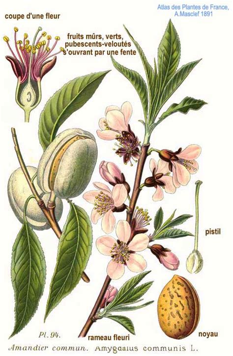 Illustration botanique de l'amandier en fleurs et de ses fruits