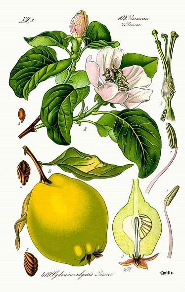 Illustration botanique d'un cognassier avec ses fruits et fleurs