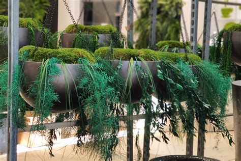 Plantes pour événements professionnels