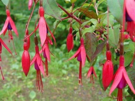 variétés de fuchsias