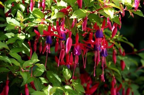 fuchsia à l'ombre