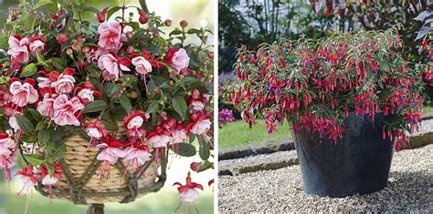 fuchsia en pot