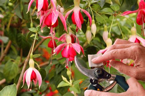 hivernage des fuchsias