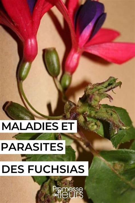 maladies des fuchsias