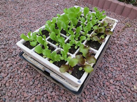 Illustration de plants de salade en godets prêts à être repiqués