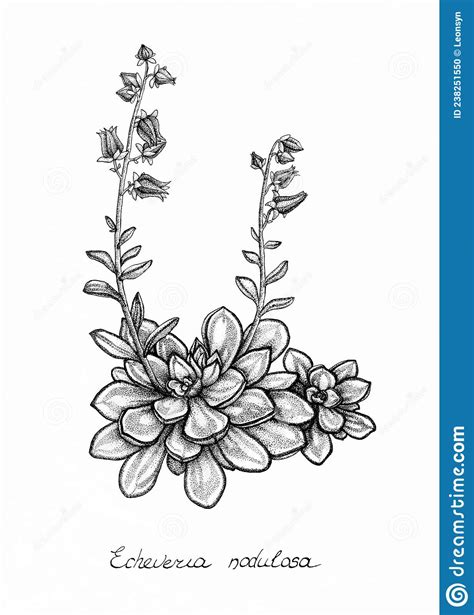 Illustration d'une Echeveria