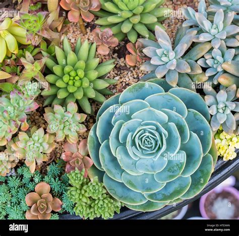 Collection de plantes grasses dans différents pots