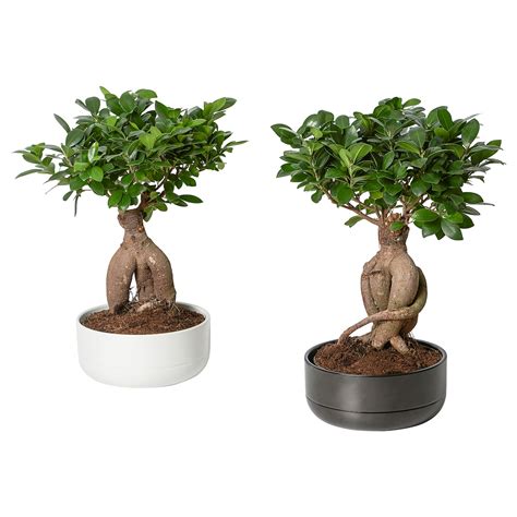 Ficus Ginseng Bonsaï en pot