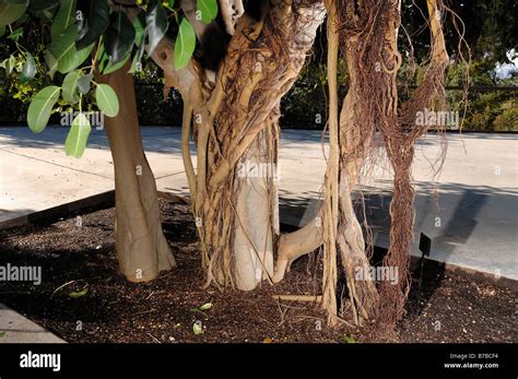 Tronc et racines aériennes du Ficus Ginseng