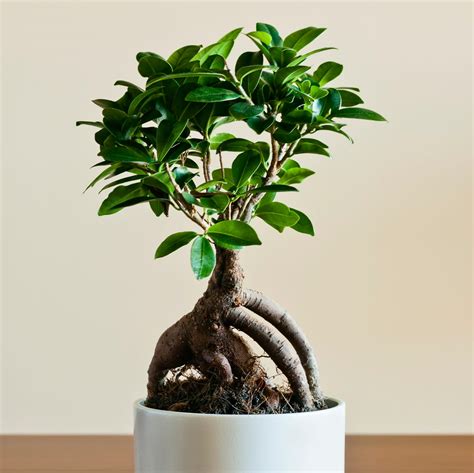 Boutures de Ficus Ginseng