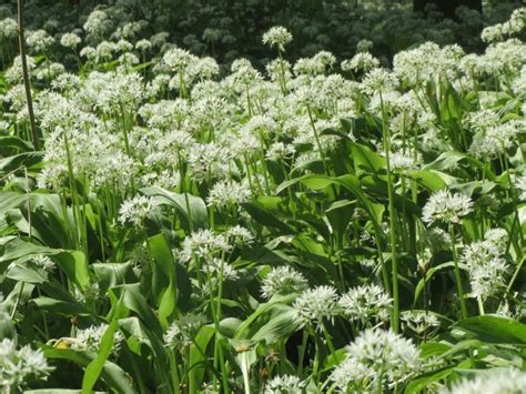 Ail des ours en fleurs