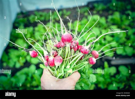 Gros plan sur une racine de grand radis prête à être replantée