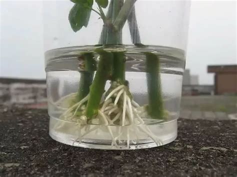 Photo d'une bouture de rosier enracinée dans un verre d'eau