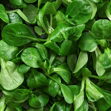 illustration d'une salade de mâche fraîchement récoltée