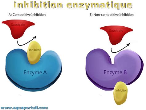 Mécanisme d'action d'un inhibiteur d'uréase